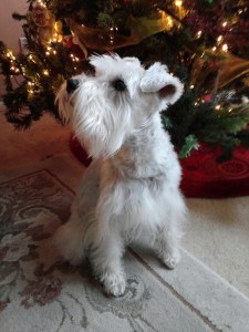 Bear posing for his photo op!